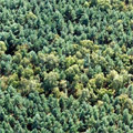 wald