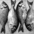 Quecksilbervergiftung durch Fischkonsum - PETA warnt Urlauber