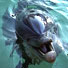 Delfinjagd mitten in Europa - Welttierschutztages am 4. Oktober 2007