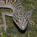 leopard_gecko
