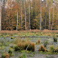 moor