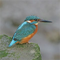 eisvogel